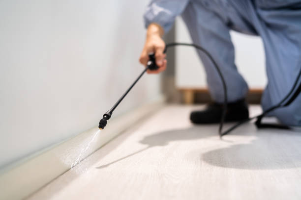 Licensed Wasp Removal service in Charenton, LA - Show Me Pest Control